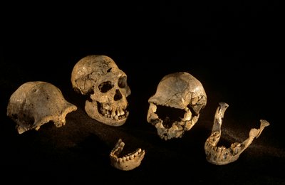Crânes et mandibules de Dmanisi, Dmanisi, Géorgie, site Homo Erectus - Kenneth Garrett