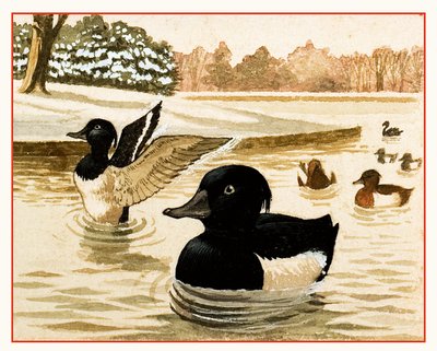 Canards et drakes - Kenneth Lilly