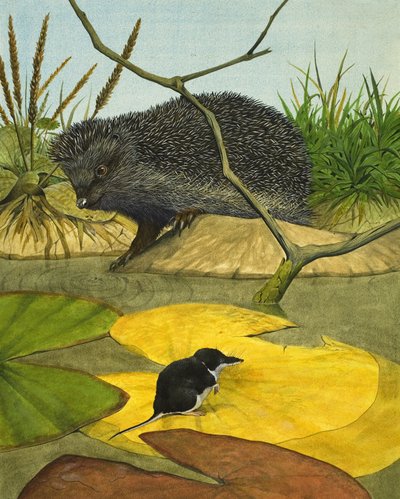 Musaraigne aquatique et hérisson - Kenneth Lilly