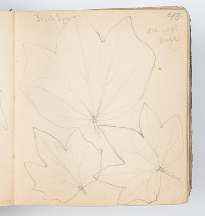 Page de carnet de croquis : Feuilles de lierre irlandais - Kenyon Cox