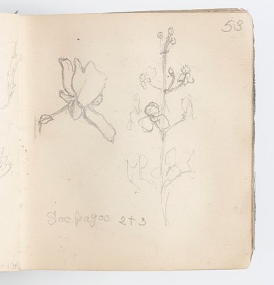 Page de carnet de croquis : Esquisse de fleur - Kenyon Cox