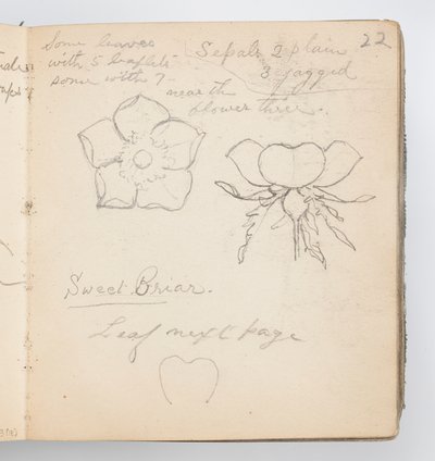 Page de carnet de croquis : Églantine - Kenyon Cox