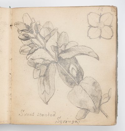 Page de carnet de croquis : Syringa odorant - Kenyon Cox
