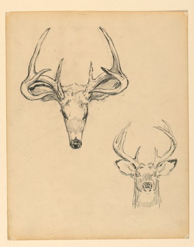 Étude de Tête de Cerf - Kenyon Cox
