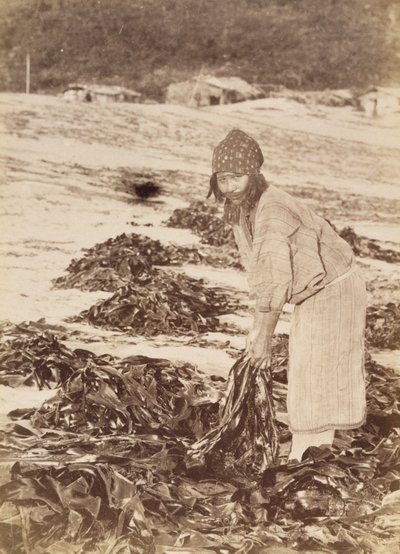 Femme Aïnou récoltant des algues, vers 1900 - Kenzô Tamoto