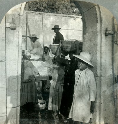 Cacao frais des gousses, Dominique, Antilles britanniques, 1893 - Keystone View Company