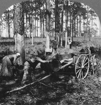 Dans une grande forêt de pins, récolte de térébenthine, Caroline du Nord, États-Unis, fin XIXe ou début XXe siècle - Keystone View Company