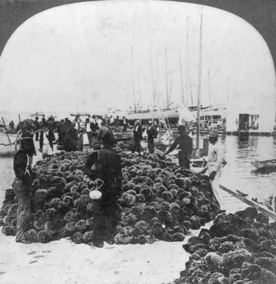 Marché aux éponges, port de Key West, Floride, USA, vers 1900 - Keystone View Company