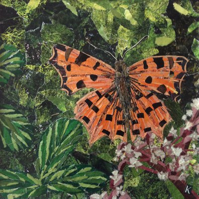 Papillon virgule sur japonica - Kirstie Adamson