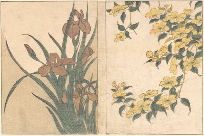 Fleurs de cerisier et iris, du livre illustré Fleurs des Quatre Saisons, 1801 - Kitagawa Utamaro