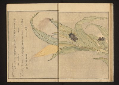 Cigale et araignée sur du maïs - Kitagawa Utamaro