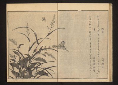 Cricket et lucioles sur polygonum et roseaux - Kitagawa Utamaro