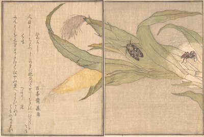 Cigale du soir, Higurashi, Araignée, Kumo - Kitagawa Utamaro