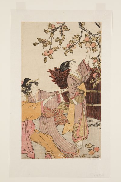 Récolte de kakis - Kitagawa Utamaro