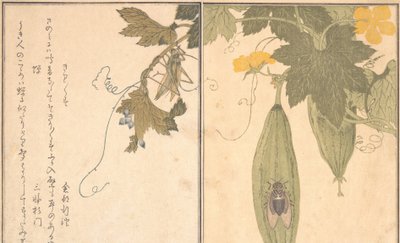 Sauterelle Kirigirisu, Cigale Semi... - Kitagawa Utamaro