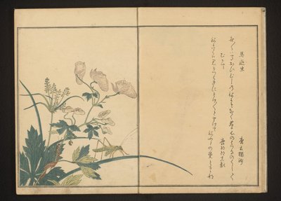 Sauterelle et mille-pattes sur une plante d