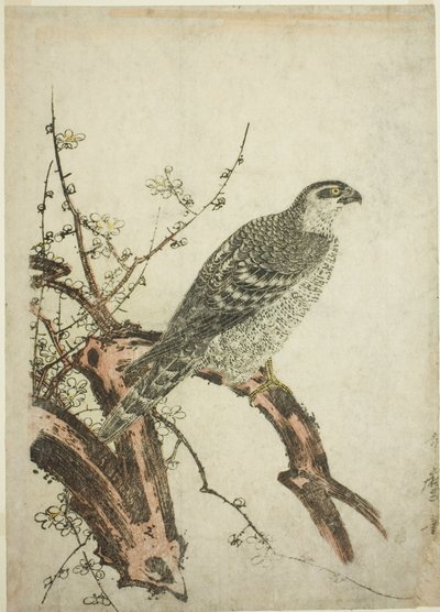 Faucon sur une branche de prunier - Kitagawa Utamaro