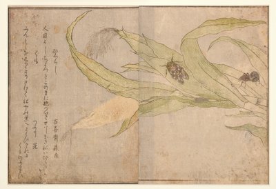 Higurashi et araignée, 1788 - Kitagawa Utamaro