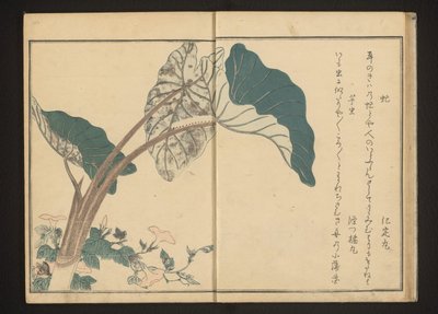 Taon sur liseron et chenille sur plante de taro - Kitagawa Utamaro