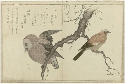 Geai et hibou - Kitagawa Utamaro