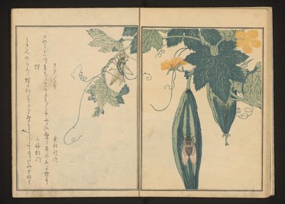 Katydid et cigale sur une gourde - Kitagawa Utamaro