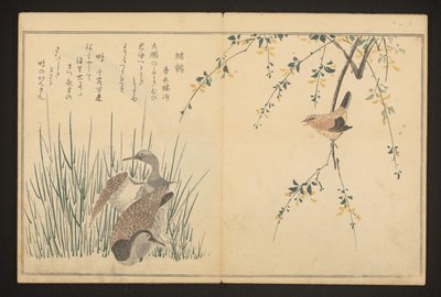 Canard colvert et martin-pêcheur - Kitagawa Utamaro