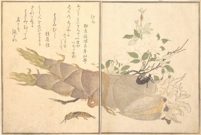 Grillon-taupe Kera, perce-oreille, Hasami-mushi..., 1788 - Kitagawa Utamaro