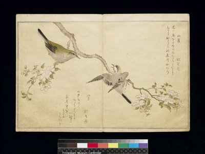Mésange sur une branche à droite et fauvette sur une branche à gauche, d