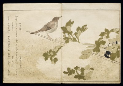Mésange charbonnière de Mandchourie et un rouge-gorge, tiré d