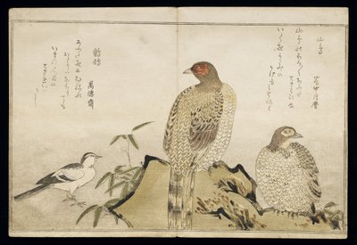 Deux faisans de cuivre et une bergeronnette, d