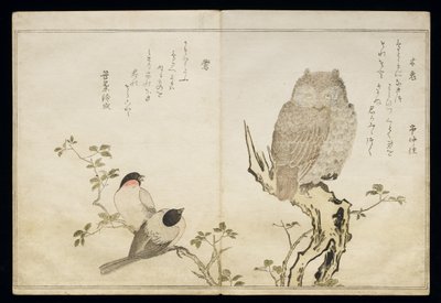 Un hibou et deux bouvreuils orientaux, d
