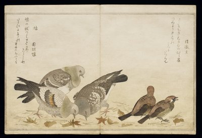 Trois pigeons et deux pinsons, d