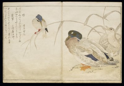 Deux canards sauvages et un martin-pêcheur commun, de l