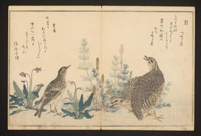 Caille et alouette - Kitagawa Utamaro