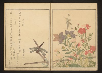 Libellule rouge et sauterelle par des œillets - Kitagawa Utamaro