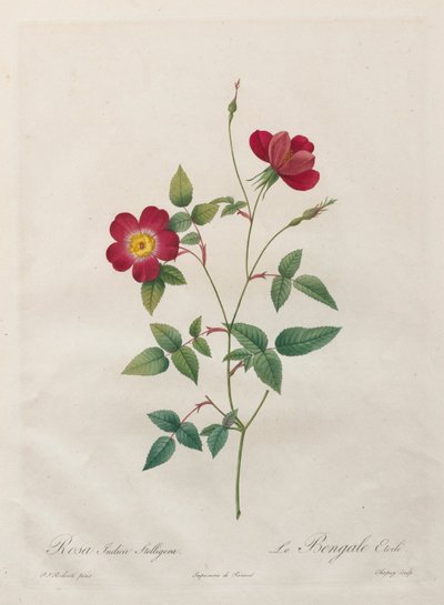 Rosa Indica Stelligera - Kitagawa Utamaro