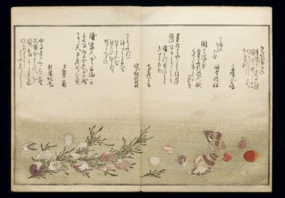 Shiohi no tsuto (Cadeaux de la marée descendante), connu sous le nom de Livre des coquillages, 1789 - Kitagawa Utamaro