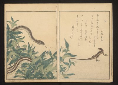 Serpent et lézard près d