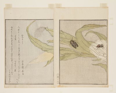 Araignée (Kumo) et cigale du soir (Higurashi) - Kitagawa Utamaro