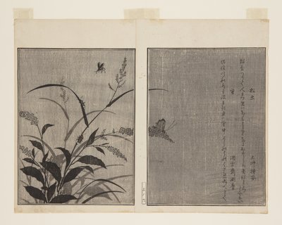 Grillon des arbres (Matsumushi) et luciole (Hotaru) - Kitagawa Utamaro