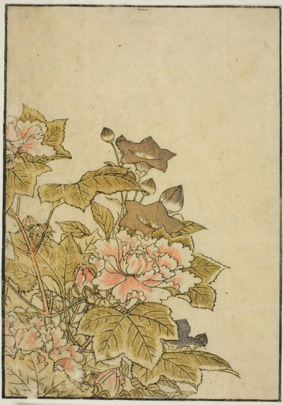 Fleurs d