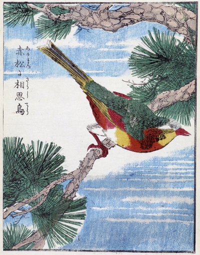 Oiseau sur un arbre. Dessin japonais par Kitao Kosuisai - Kitao Shigemasa