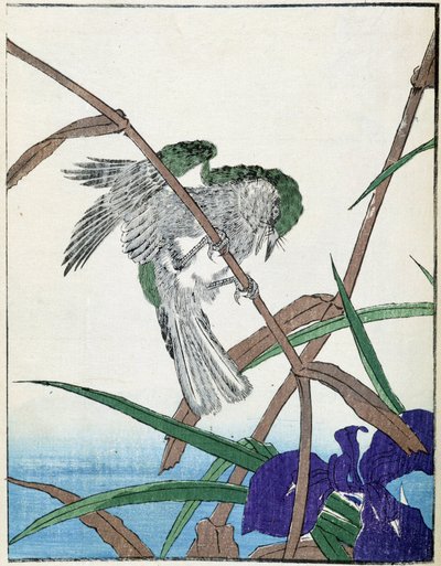 Oiseau sur un arbre. Dessin japonais de Kitao Kosuisai - Kitao Shigemasa