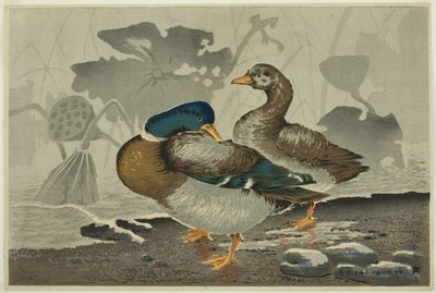 Une paire de canards près d