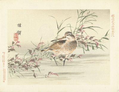 Bécassine (série Croquis de fleurs et d