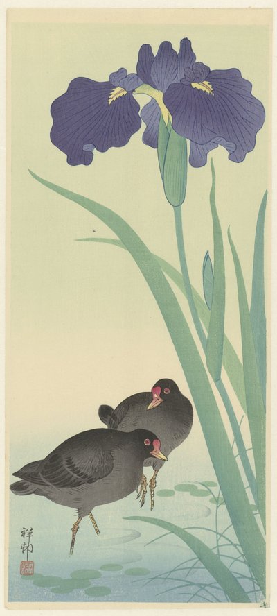 Gallinules et iris - Ohara Koson