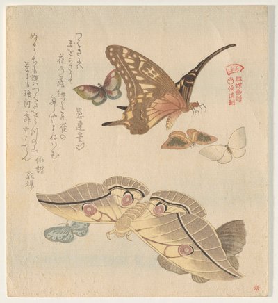 Papillons et mites, de la série Un vol de papillons (Gunchō Gafu) - Kubo Shunman