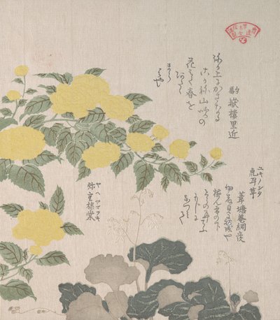 Corchorus ou Rose jaune et Saxifrage rampante, 19e siècle - Kubo Shunman
