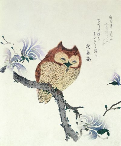 Hibou sur une branche de magnolia (encre et couleur sur papier) - Kubo Shunman