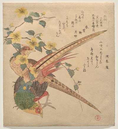 Paire de faisans chinois et une branche de fleurs de yamabuki - Kubo Shunman